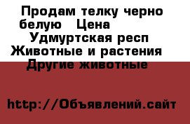 Продам телку черно-белую › Цена ­ 55 000 - Удмуртская респ. Животные и растения » Другие животные   